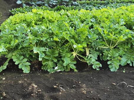 家庭菜園 家庭菜園,大根畑,大根の写真素材