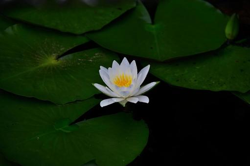 白いスイレンの花 白いスイレンの花の写真