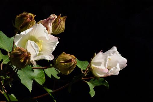 スイフヨウ スイフヨウの写真