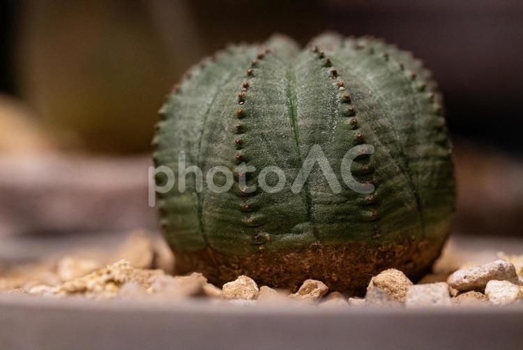 ユーフォルビア・オベサの美しいフォルム オベサ,ユーフォルビア,多肉植物の写真素材