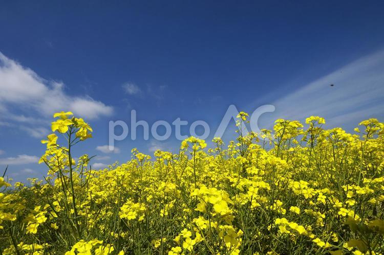 黄色いじゅうたんの菜の花畑 菜の花畑,観光地,コピースペースの写真素材