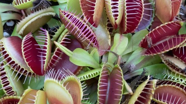 食虫植物のトゲ 自然,サボテン,花の写真素材