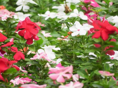 ニチニチソウの花々の写真