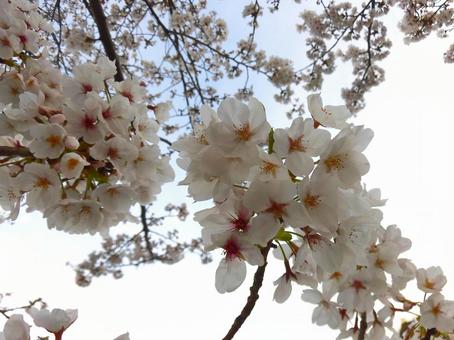 桜と光 桜と光 桜,ボタニカル,植物の写真素材