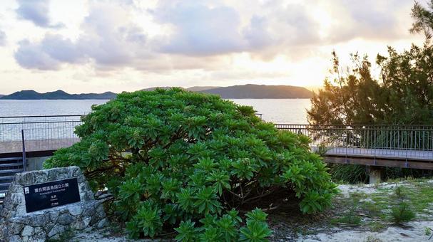 慶良間諸島阿嘉島の夕方のニシバマ（北浜） ニシバマ,海,阿嘉の写真素材