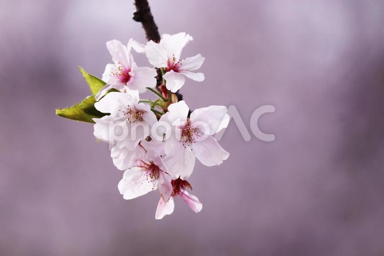春の訪れと美しい桜 花,桜,春の写真素材