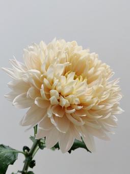 クリーム色の菊の花 クリーム色の菊の花 花,キク,植物の写真素材