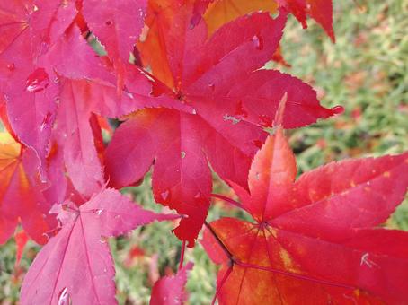 紅葉２ 秋,紅葉,もみじの写真素材