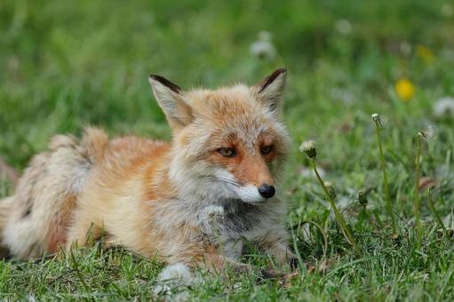 何かを見つめるキツネ 何かを見つめるキツネ キツネ,キタキツネ,動物の写真素材