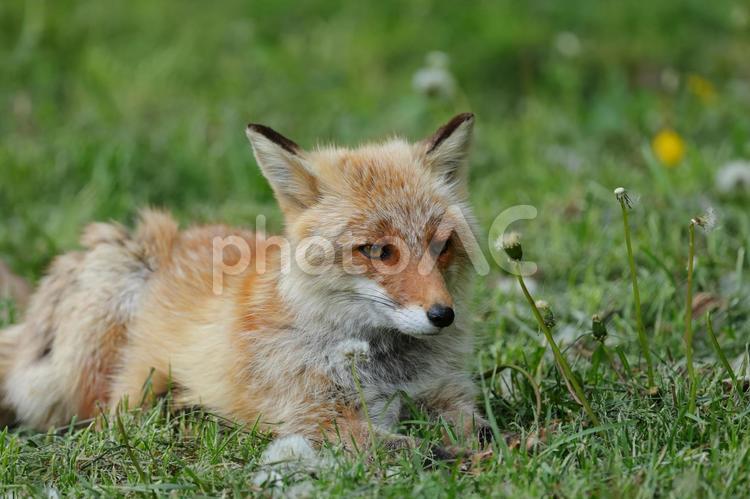 何かを見つめるキツネ キツネ,キタキツネ,動物の写真素材