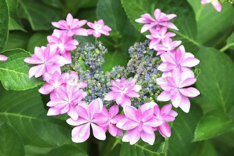 ガクアジサイ 植物,花,紫陽花の写真素材