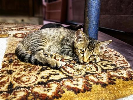 くつろぐノラの子猫たち くつろぐノラの子猫たち ノラ猫,子猫,サバトラ猫の写真素材
