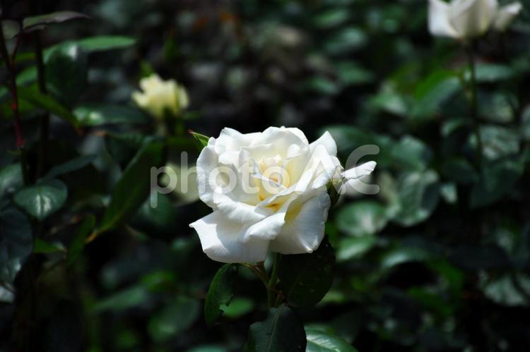 薔薇 バラ,薔薇,花言葉の写真素材