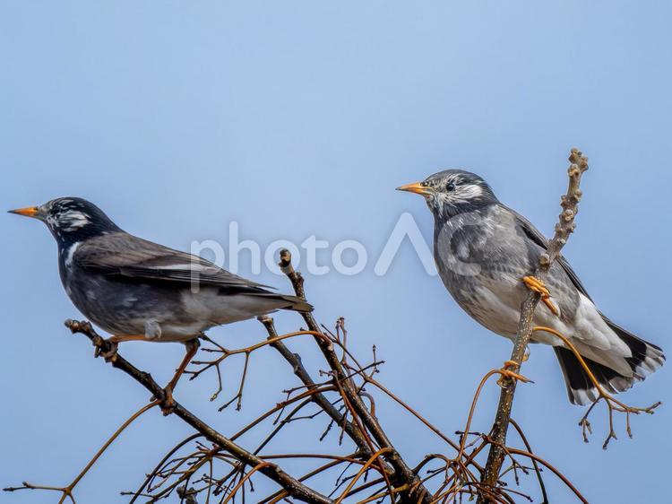 枝にとまるムクドリ ムクドリ,椋鳥,野鳥の写真素材