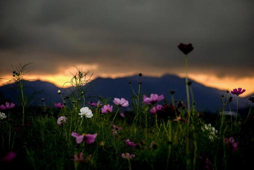 <素材>夕焼けのコスモス畑の風景 <素材>夕焼けのコスモス畑の風景の写真