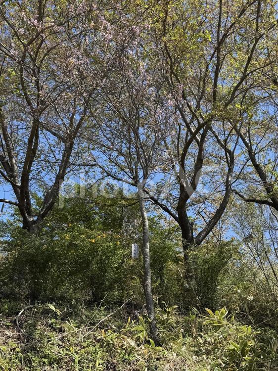 北熊井城跡のカタオカザクラ 片丘桜,カタオカザクラ,風景の写真素材