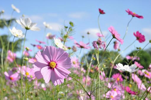 コスモス(秋桜) コスモス(秋桜)の写真