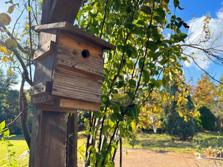 鳥の巣箱と洋梨の木 鳥かご,巣箱,木の写真素材