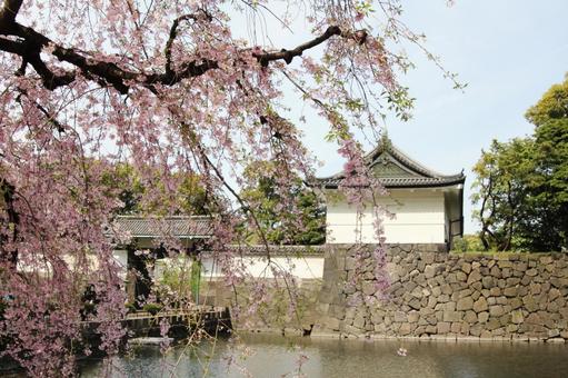 枝垂桜と皇居大手門 枝垂桜と皇居大手門の写真