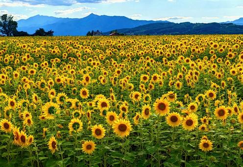 ひまわり畑　富良野 広大,中富良野町国道237号線沿い,芦別岳の写真素材
