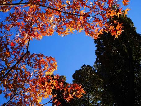 紅葉と青空① 紅葉と青空①の写真