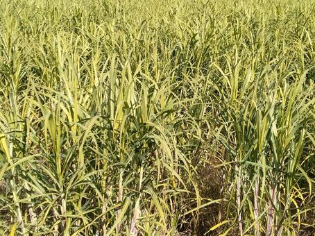 サトウキビ畑 サトウキビ畑,サトウキビ,和三盆の写真素材