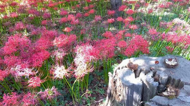 Autumn has come, JPG