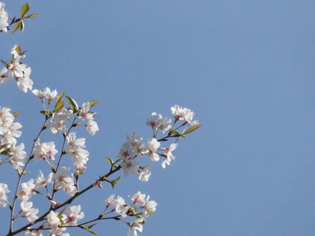 葉桜⑦ 葉桜⑦の写真