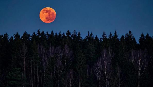 RED MOON RED MOONの写真