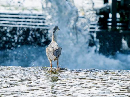 水辺のササゴイ ササゴイ,サギ,野鳥の写真素材