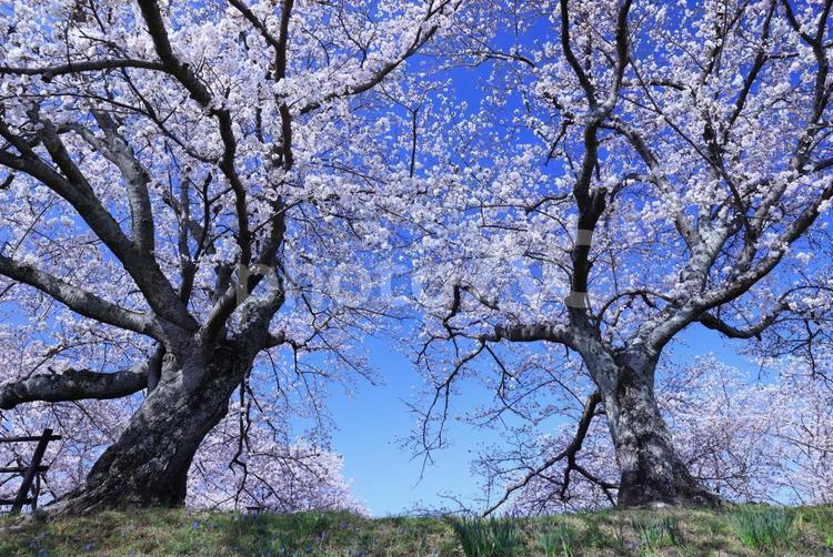 さくら　桜 桜,さくら,サクラの写真素材