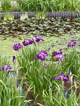 堀切菖蒲園 曇り空の下咲き誇る花菖蒲 堀切菖蒲園 曇り空の下咲き誇る花菖蒲の写真