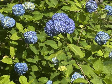 お花 お花の写真
