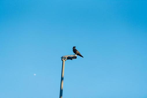 街灯の上で辺りを見回すカラス 街灯の上で辺りを見回すカラス カラス,野鳥,鳥の写真素材