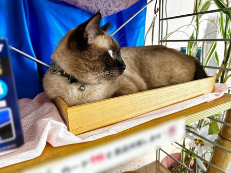 箱って落ち着くんだもん シャム猫,箱,保護猫の写真素材