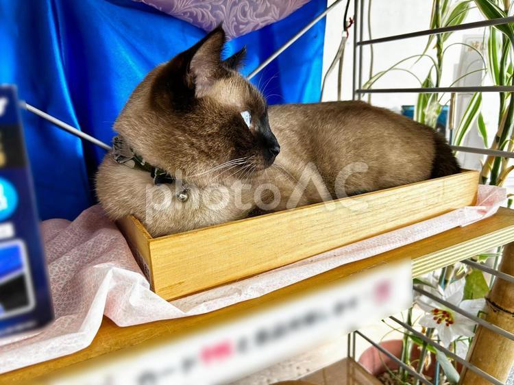 箱って落ち着くんだもん シャム猫,箱,保護猫の写真素材