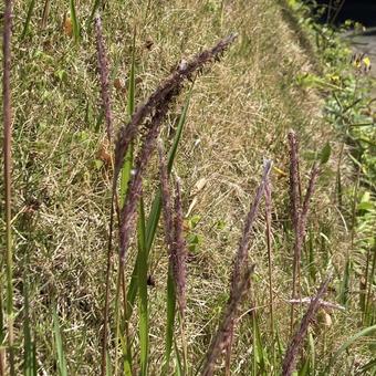 なんの雑草でしょう 風景,畑の土手,雑草の写真素材