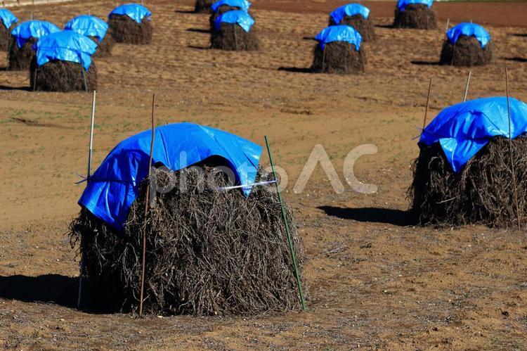 落花生の野積み「ぼっち」で収穫準備 落花生,野積み,ぼっちの写真素材