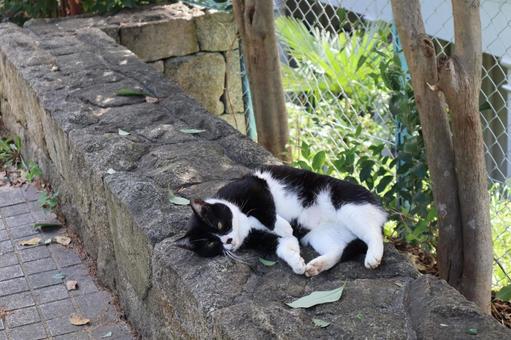 道の端の石垣の上で寝そべる猫のいる風景の写真