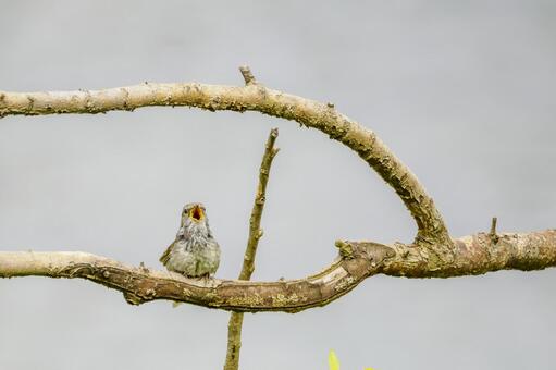 ウグイス(128) 鳥,ウグイス,囀りの写真素材