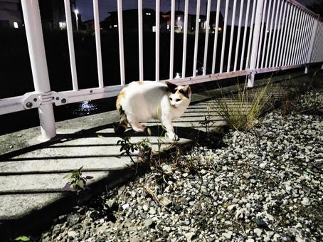 夜の公園を歩く三毛猫 夜の公園を歩く三毛猫 猫,ネコ,動物の写真素材