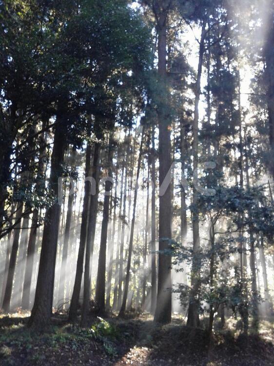 木漏れ日 陽ざし,木漏れ日,朝日の写真素材