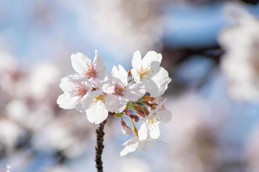満開のサクラ4 満開のサクラ4 サクラ,桜,さくらの写真素材