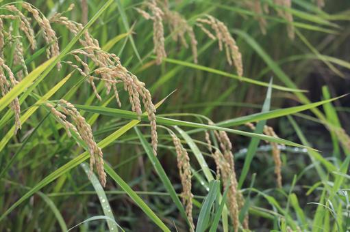 田んぼの色づき始めた稲穂のアップ 田んぼ,色づき,始めたの写真素材