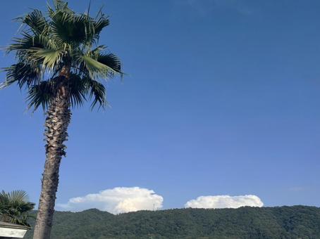 一本のヤシの木と広がる青空 一本のヤシの木と広がる青空 空,木,自然の写真素材