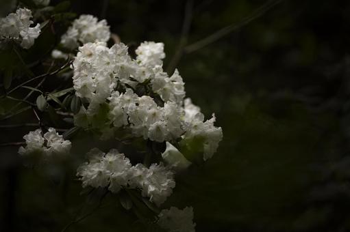 白いシャクナゲの花 シャクナゲ,石楠花,5月の写真素材