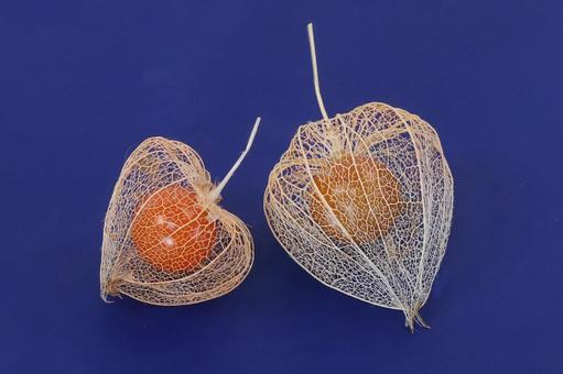 網ホオズキと赤い実 網ホオズキと赤い実の写真