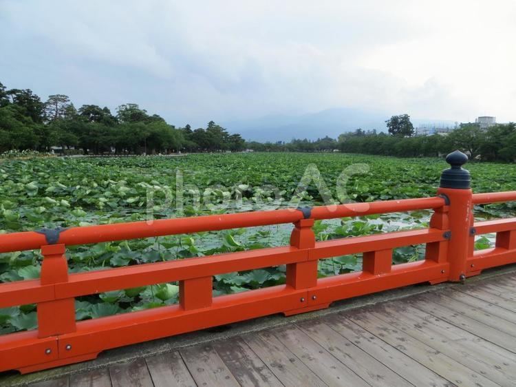 高田城　西堀橋と西堀のハス 高田城,鮫ヶ城,輪郭式の写真素材