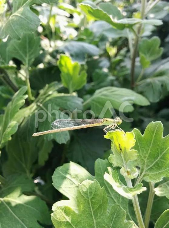 虫　イトトンボ　いととんぼ　糸蜻蛉 夏,秋,虫の写真素材