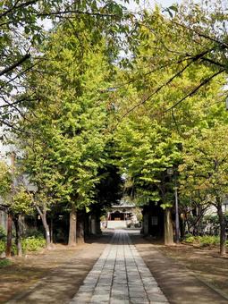 秋の香取神社・色づく並木(江東区・亀戸) 秋の香取神社・色づく並木(江東区・亀戸) 秋,香取神社,色づくの写真素材